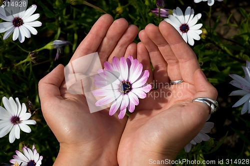 Image of Daisy in the palms.