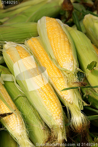 Image of Corn cobs for sale