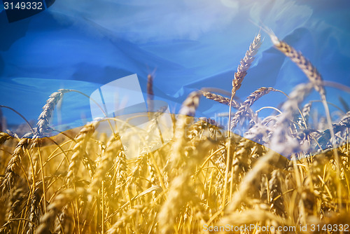 Image of Flag of Ukraine and field of gold wheat under sky