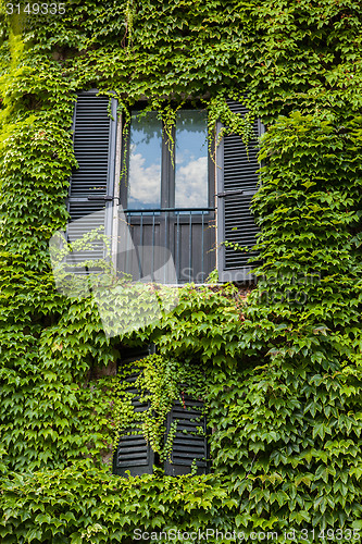 Image of Window with ivy on wall in Italy