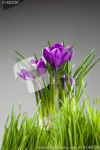 Image of crocus bouquet