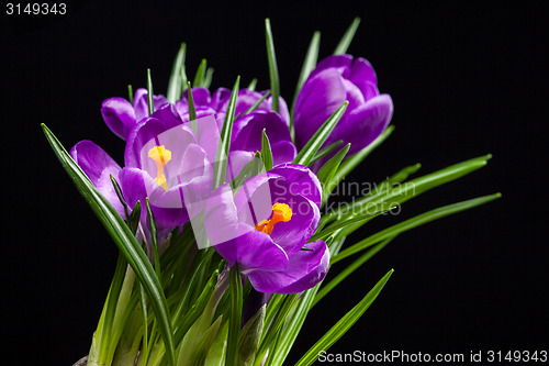 Image of crocus bouquet on black