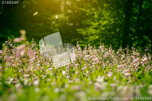 Image of two butterfly on flowers