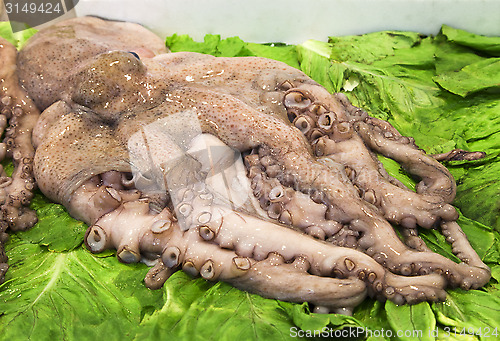 Image of Fresh squid