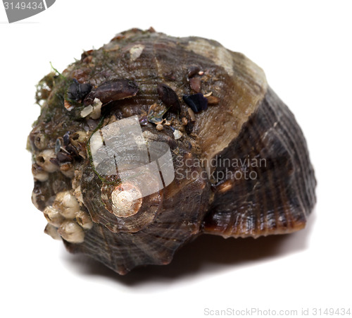 Image of Veined rapa whelk isolated on white background