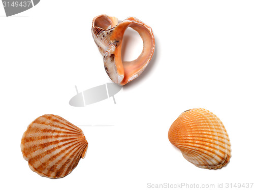 Image of Broken rapana and seashells