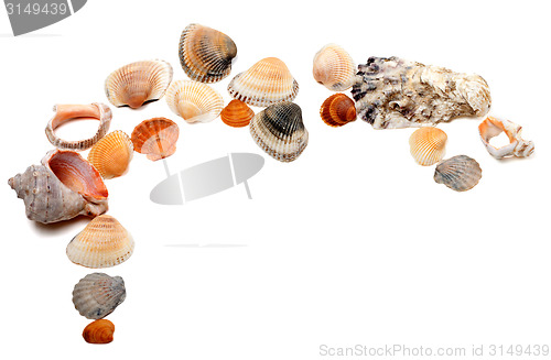 Image of Collection of seashells with copy space