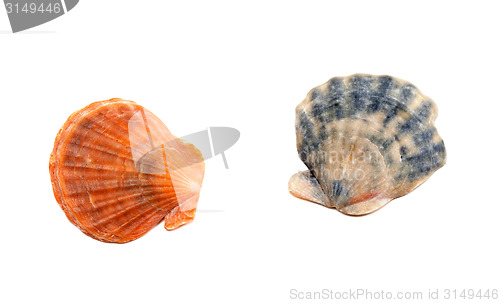 Image of Two seashells