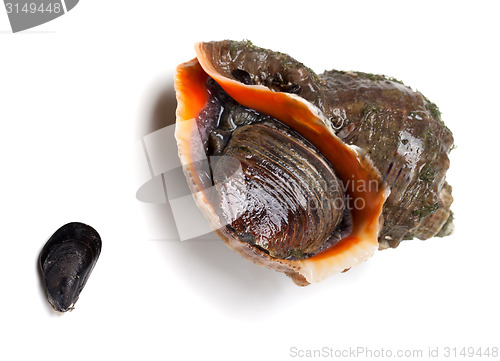 Image of Veined rapa whelk and small mussel from Black Sea