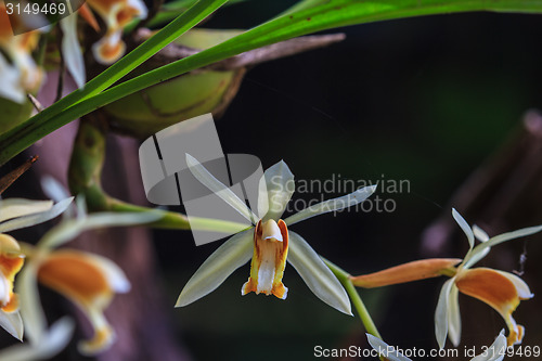 Image of Coelogyne trinervis orchids