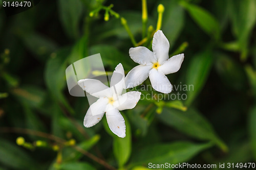 Image of White Sampaguita Jasmine or Arabian Jasmine