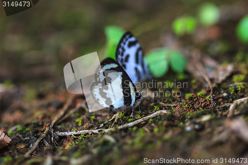 Image of Beautiful Butterfly on ground