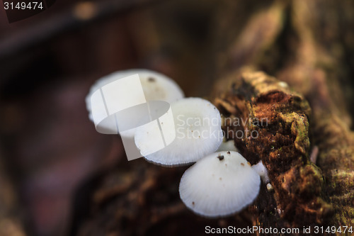 Image of mushrooms growing on a live tree