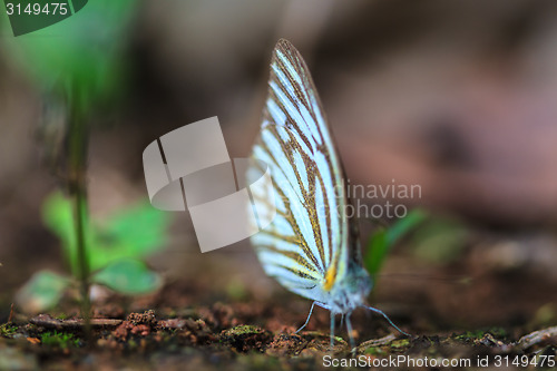 Image of Beautiful Butterfly on ground