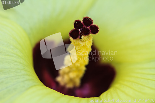 Image of Close up pollen of  flowers
