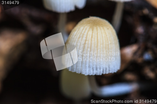 Image of mushrooms growing on a live tree