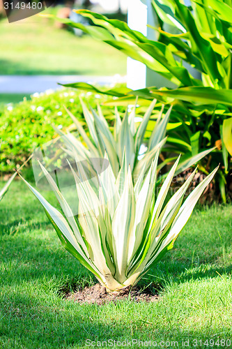 Image of garden