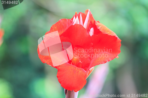 Image of  red canna flower close up 