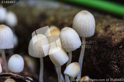 Image of mushrooms growing on a live tree