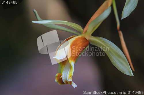 Image of Coelogyne trinervis orchids