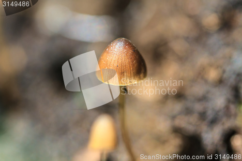 Image of mushrooms growing on a live tree