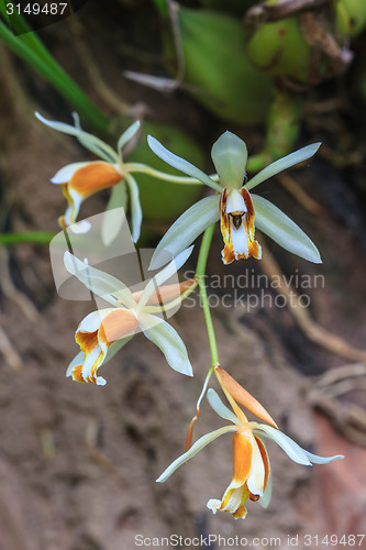 Image of Coelogyne trinervis orchids