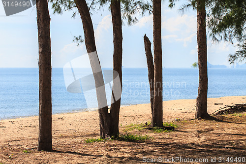 Image of sea and pine tree