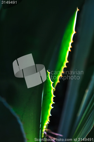 Image of abstract nature of thorn