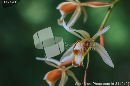 Image of Coelogyne trinervis orchids