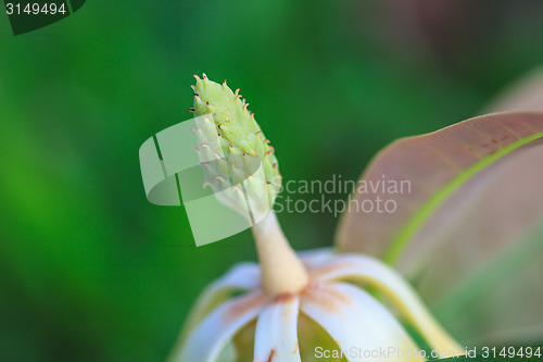 Image of  Magnolia utilis flower