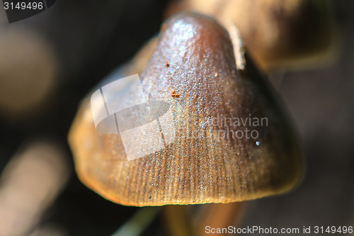 Image of mushrooms growing on a live tree