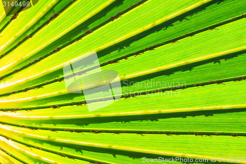 Image of Green Palm leaves