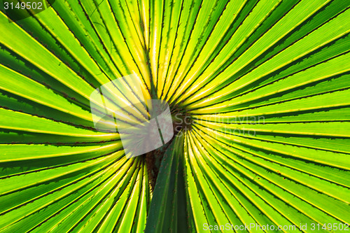 Image of Green Palm leaves