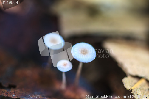 Image of mushrooms growing on a live tree