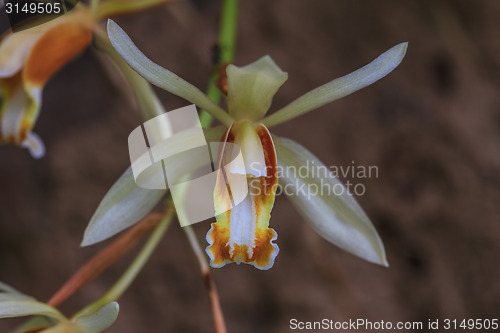 Image of Coelogyne trinervis orchids