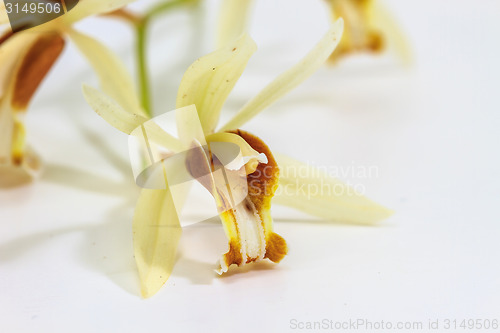 Image of Coelogyne trinervis orchid