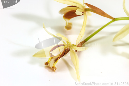 Image of Coelogyne trinervis orchid