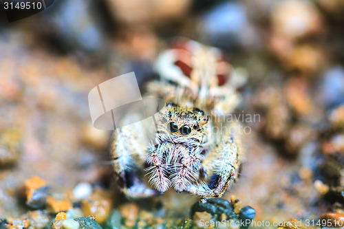 Image of spider in forest