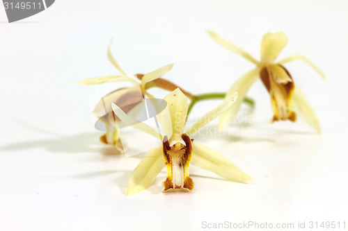 Image of Coelogyne trinervis orchid