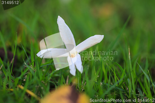 Image of White flowers on green grass 