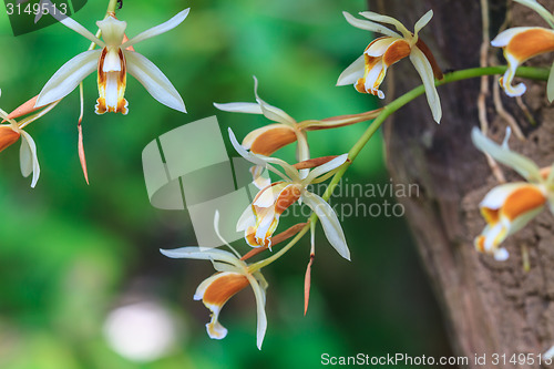 Image of Coelogyne trinervis orchids