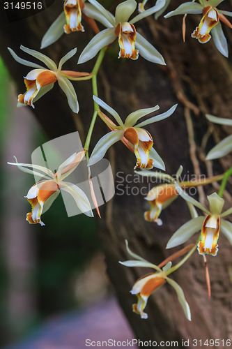 Image of Coelogyne trinervis orchids