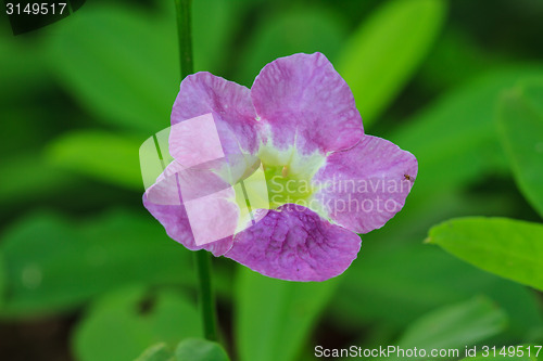 Image of beautiful wild flower in forest