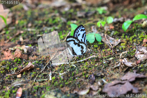 Image of Beautiful Butterfly on ground