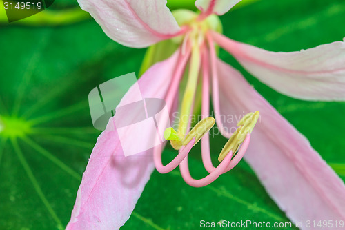 Image of close up pollen of Purple Bauhinia on white background 