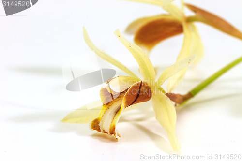 Image of Coelogyne trinervis orchid