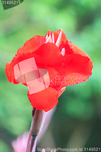 Image of  red canna flower close up 