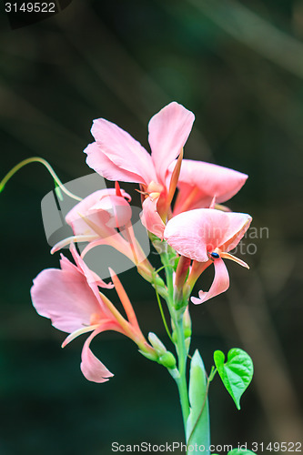 Image of  pink canna flower close up 