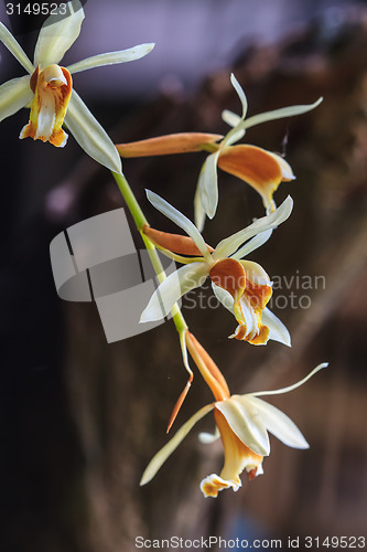 Image of Coelogyne trinervis orchids