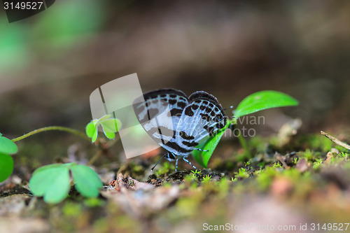 Image of Beautiful Butterfly on ground